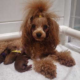 Tiny girl - Red  female Poodle puppy in Salem, Missouri from Meadowbrook Poodles