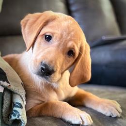 Wade - Yellow male Labrador Retriever puppy in Isle, Minnesota from Dog Ear Outfitters