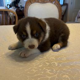 Girl 2 - female Australian Shepherd puppy in Esparto, California from Cutting Up Ranch  Australian Shepherds