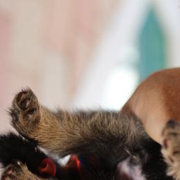 German Shepherd Puppies from Broward Shepherds