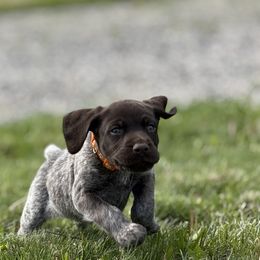 Boy 1 - Liver and white male German Shorthaired Pointer puppy in Laurel, Montana from Upland Points Gun Dogs