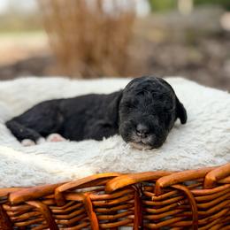 Jackson - male Australian Mountain Doodle puppy in Pittsburgh, Pennsylvania from WestPenn Doodles LLC