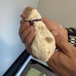Purple - Cream female Cavapoo puppy in Nampa,, Idaho from Clig Doodle Days