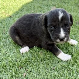 Amari - Black tri-color female Australian Shepherd puppy in Mount Vernon, Texas from RJ's Aussie Posse