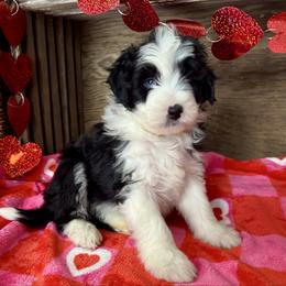 Brecken - Black and white male Aussiedoodle puppy in Charleston, Arkansas from Lazy S Aussies
