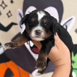 Frankie - Tri-color male Bernedoodle puppy in Bountiful, Utah from EasyBreezyDoodles