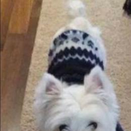 Flurry - West Highland White Terrier