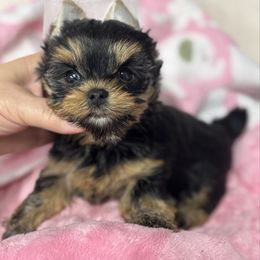 Jules - Blue and gold female Yorkshire Terrier puppy in Fredericksburg, Indiana from Yorkie Blessings
