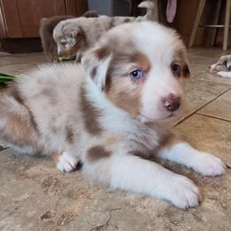 Cruzan Boy 1 - Red merle male Australian Shepherd puppy in Solon, Maine from Mountain Range Australian Shepherds