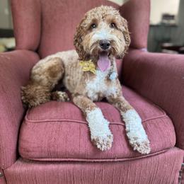 Sunni Rae - Goldendoodle