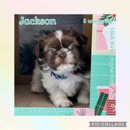 Jackson - Liver and white male Shih Tzu puppy in Beatrice, Nebraska from I Shih Tzu Not Puppies