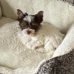 Ozzy - Yorkshire Terrier