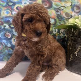 Poodle Puppies from Foxtrot Farm Poodles