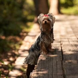 Shy - Yorkshire Terrier