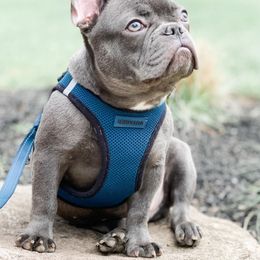 French Bulldogs from Mainline Frenchies