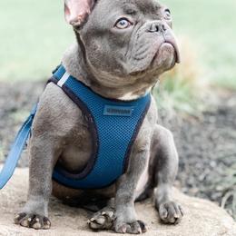 French Bulldogs from Mainline Frenchies