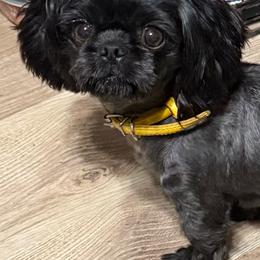 Sarahí - Shih Tzu