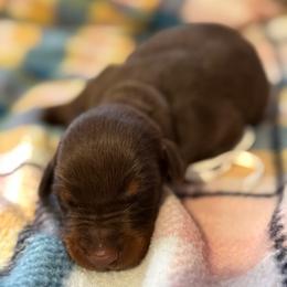 White Collar - Red and rust female Doberman Pinscher puppy in Lake City, Florida from Paintedcrazy Doberman Pinchers