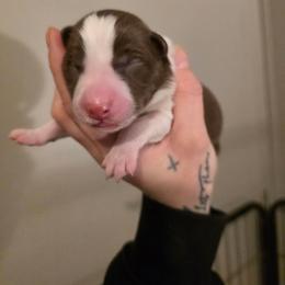 Boy 3 - Red male Border Collie puppy in Richmond, Maine from Lil Maine Border Collies
