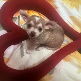 Boy 1 - Blue and white male Chihuahua puppy in Polo, Missouri from Blue Tails Farm