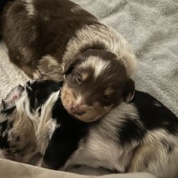 Australian Shepherd Puppies from M3 Sassafrass Ranch