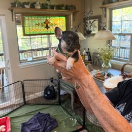 Green collar boy - Black and tan male French Bulldog puppy in Golden, Missouri from Baxa Frenchie’s