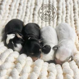 Noel - Piebald female Dachshund puppy in Monroe, North Carolina from Dogwood Doxies