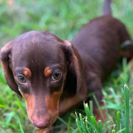 James - Chocolate and tan male Dachshund puppy in Boston, Massachusetts from London’s puppies