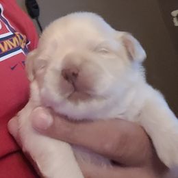 Shih Tzu Puppies from N.F.S.T Imperial ShihTzu Puppies.