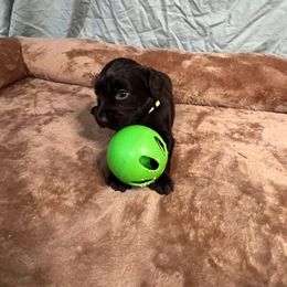 Henry - Chocolate male Boykin Spaniel puppy in Van Buren, Arkansas from Arklahoma Boykins