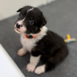 Clementine - Black tri-color female Australian Shepherd puppy in Gilbert, Arizona from Saltair Australian Shepherds
