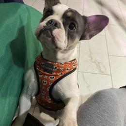 French Bulldog All Grown Up from cgo