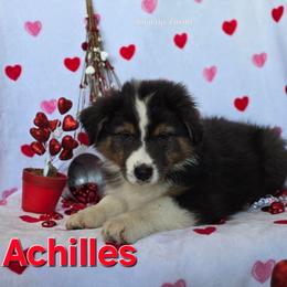 Achilles - Black tri-color male Australian Shepherd puppy in Smithfield, Utah from Invictus Farms