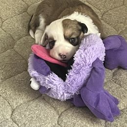 Cardigan Welsh Corgis from Morningstar Cardigan Corgis
