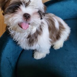 Shih Tzu Puppies from Jannete's Shih Tzus