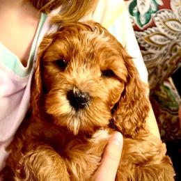 Crimson Phoenix - Red male Cavapoo puppy in Bountiful, Utah from PJs Puppy Love
