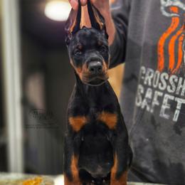 Kloe - Black and rust female Doberman Pinscher puppy in China Township, Michigan from Snell's Superior Kennel Dobermann & GSP