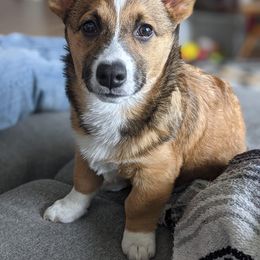 Cocker Spaniel and Pembroke Welsh Corgi Puppies from Sunflower Farms