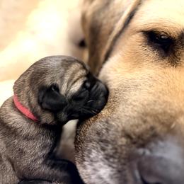 Girl 1 - Fawn female Anatolian Shepherd Dog puppy in Kalispell, Montana from Wild Rooster Family Farm – AKC Anatolian Shepherd Breeder, OFA Health Tested