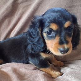 S'mores - Black and tan female Dachshund puppy in Clarkston, Michigan from Dax Place