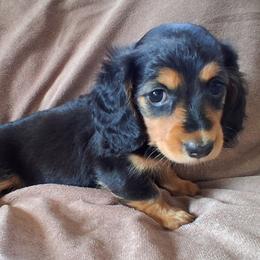 S'mores - Black and tan female Dachshund puppy in Clarkston, Michigan from Dax Place