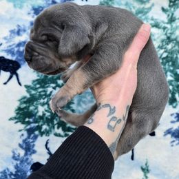 Pumpkin pie - Blue female Great Dane puppy in Monroe County, Pennsylvania from Poke-A-Nose Danes