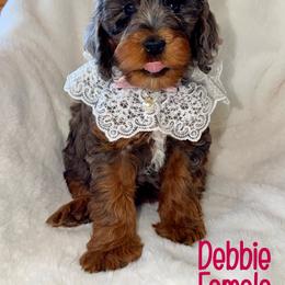 Debbie - Blue merle female Bernedoodle puppy in Beecher, Illinois from Erica’s Doodles