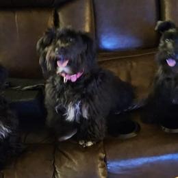 Miniature Schnauzers from Kelley Owen/rowland