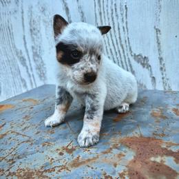 Boy 2 - Blue male Australian Cattle Dog puppy in Hurley, Virginia from BoardCamp Kennels-AKC Australian Cattle Dogs