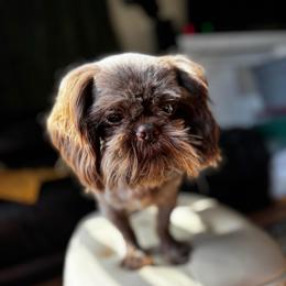 Choco - Liver male Shih Tzu puppy in Clinton, Tennessee from Southland’s Shih Tzus