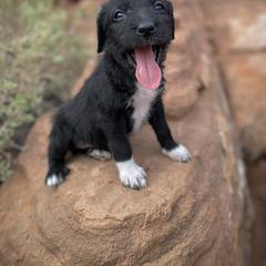 Aussiedoodle and Leopardoodle Puppies from A Puppy Crush