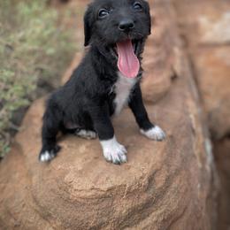 Aussiedoodle and Leopardoodle Puppies from A Puppy Crush
