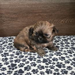 Min Boy - Sable male Shih Tzu puppy in Meadows Of Dan, Virginia from Walt’s Shih Tzus
