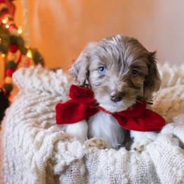 Jacob - Brown merle male Aussiedoodle puppy in Redding, California from Farmstead Doodles